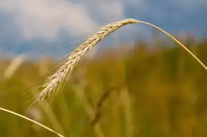 Horské Kolo Pánské